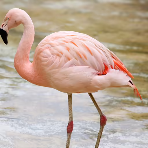 Real flamingo photograph from the animals quiz