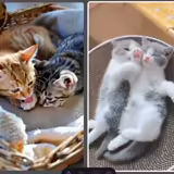 AI animal video quiz